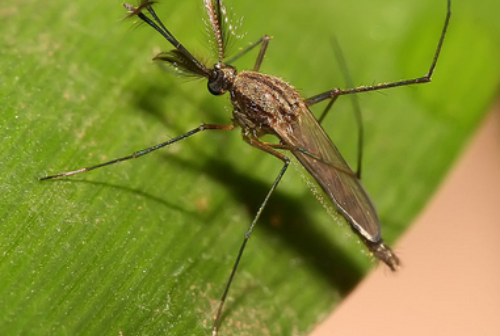 Allarme zanzare portatrici di virus Usutu: nessun pericolo per noi