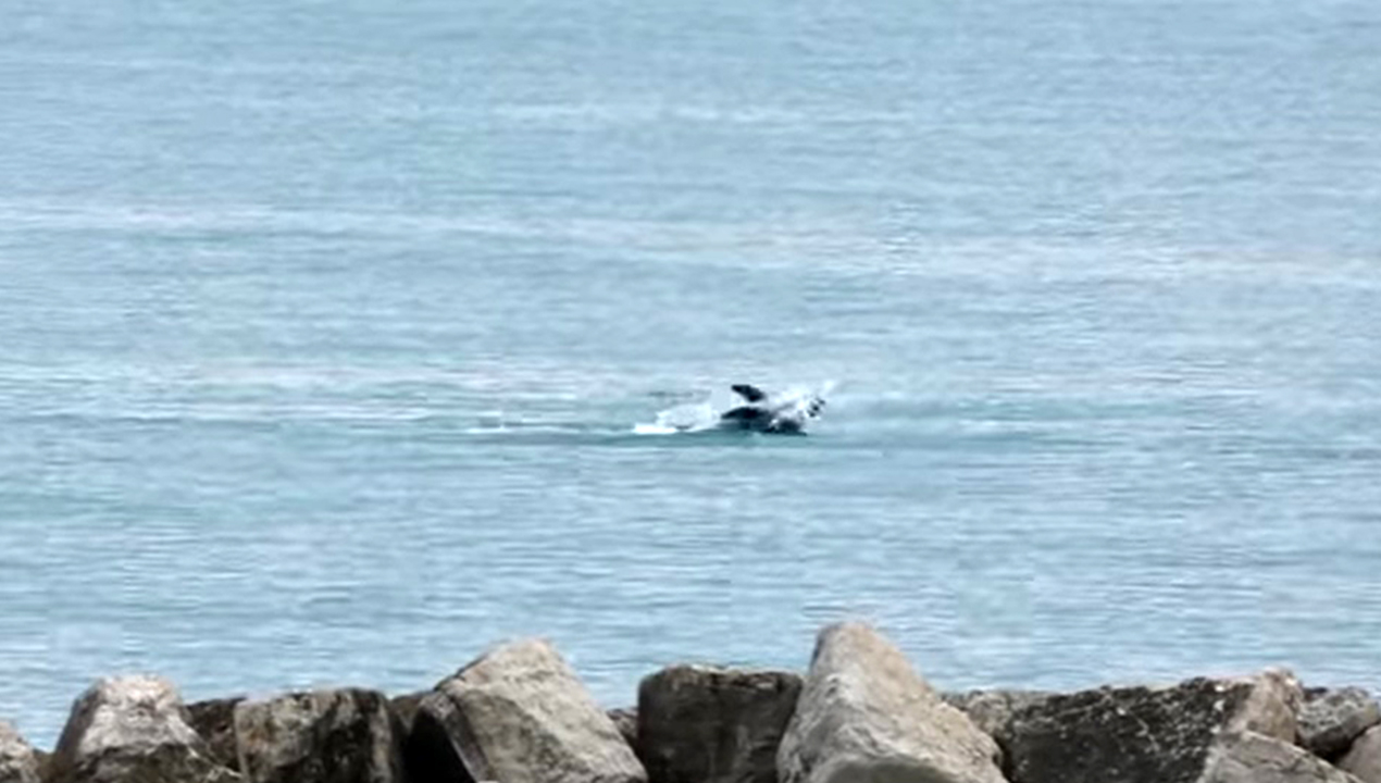 I delfini immortalati da Roberto Moratti