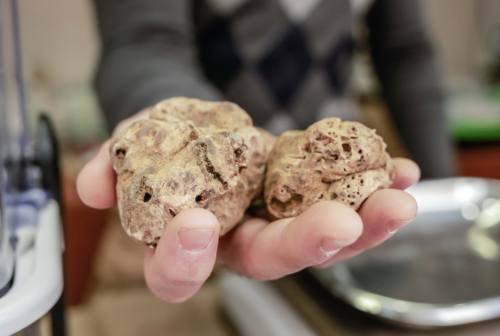 Sant’Angelo in Vado, il ‘Tartufo d’Oro’ agli chef Bruno Barbieri e Mauro Uliassi