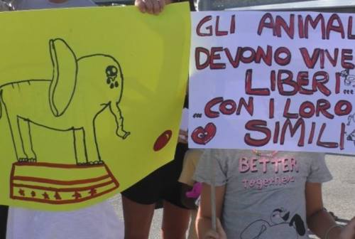 Pesaro, sit-in davanti al circo Orfei: «Gli animali non si divertono»