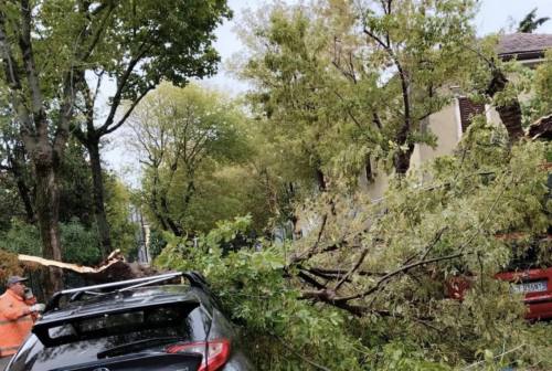 Pesaro, maltempo e raffiche di vento: alberi spezzati in zona mare, strade chiuse. Il sindaco: «State a casa»