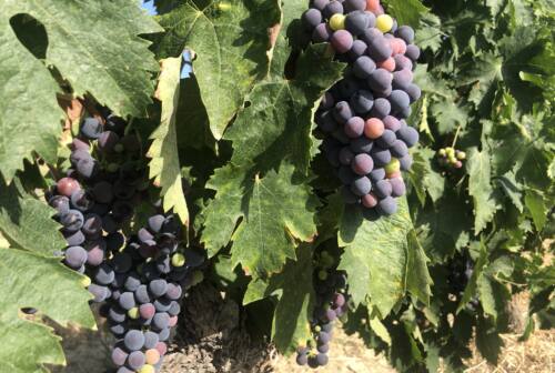 Coldiretti, all’estero piace il cibo marchigiano: vola l’export agroalimentare