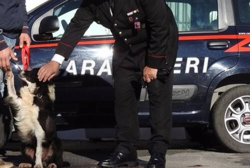 Montegiorgio, denunciato dai carabinieri per aver picchiato il cane del vicino