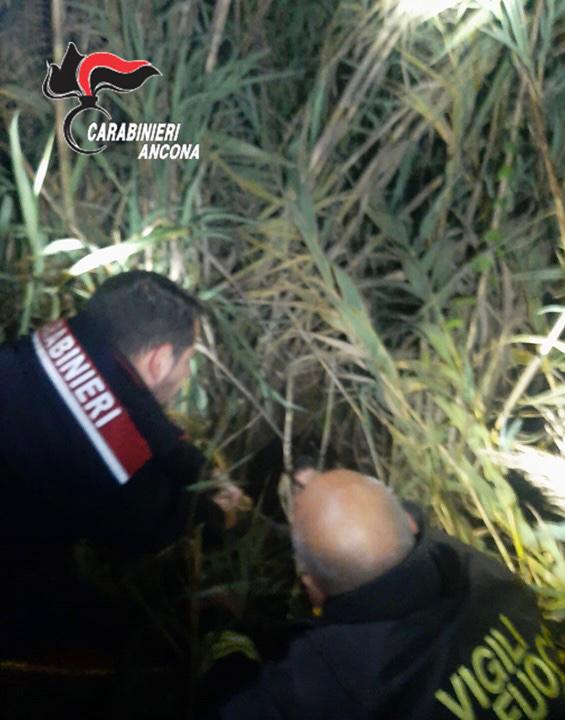 Carabinieri e Vigili del fuoco impegnati nel soccorso a un uomo caduto nel fiume Misa a Senigallia