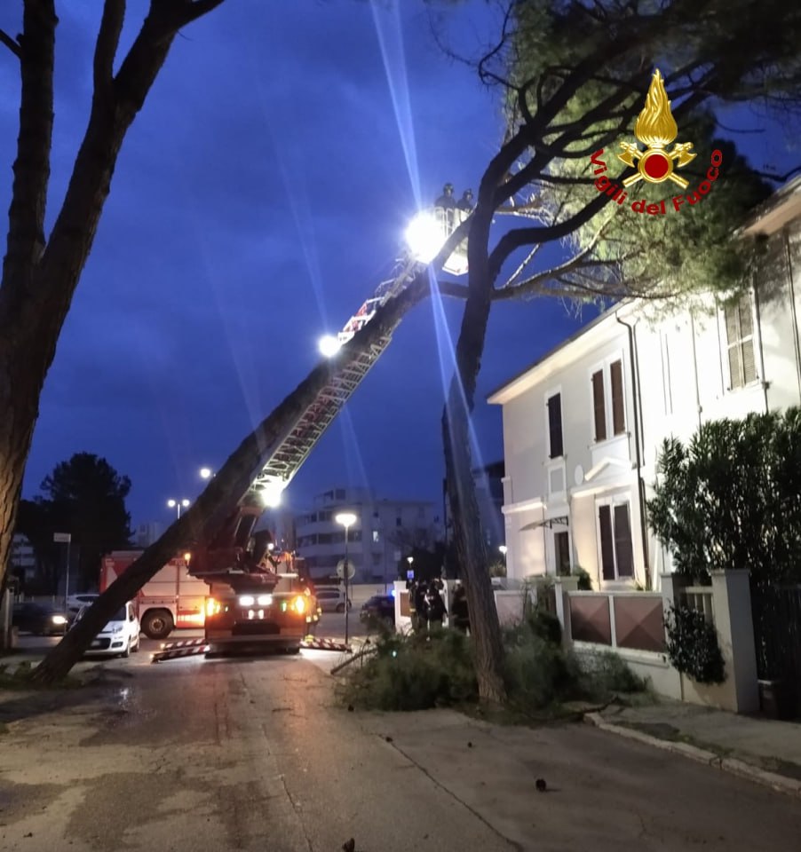 L'intervento dei vigili del fuoco per un albero pericolante a Senigallia