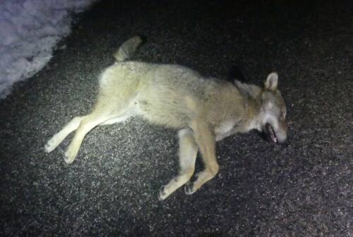 Tre lupi investiti a Bolognola, due sono morti. Il presidente del Parco: «Notizia triste. È l’ennesimo episodio»
