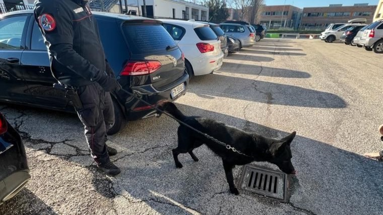 Al campus scolastico di Senigallia i controlli antidroga dei Carabinieri con le unità cinofile