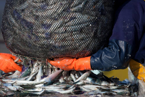 Boccata d’ossigeno per la pesca. Caldaroni: «Nell’uovo di Pasqua i contributi per i costi sostenuti a causa della crisi russo-ucraina»