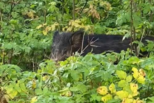 Ancona, cinghiale alla Cittadella: in preparazione la trappola per catturarlo