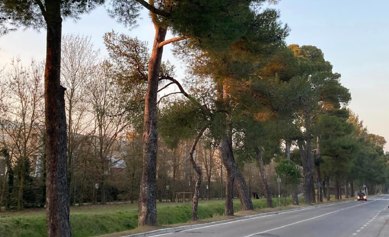 Senigallia, viale dei Pini