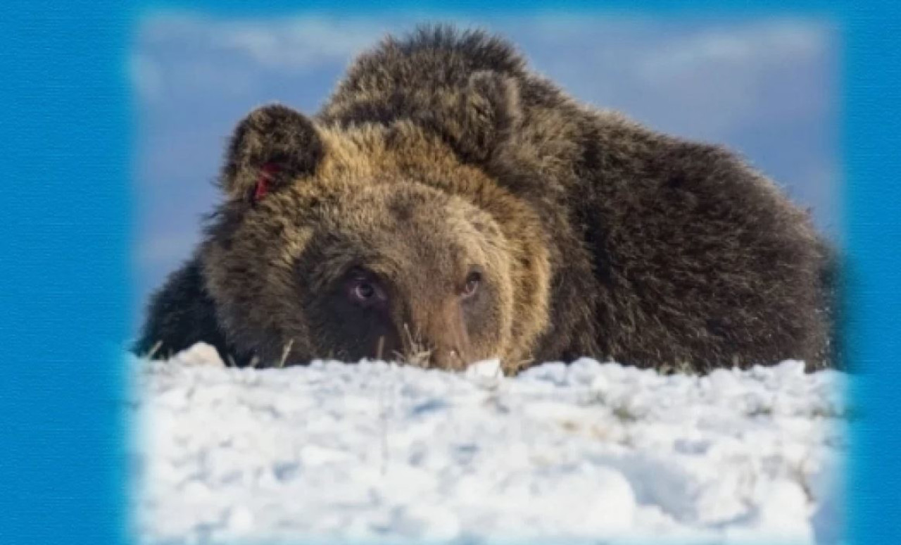 l’orso Marsicano Juan Carrito