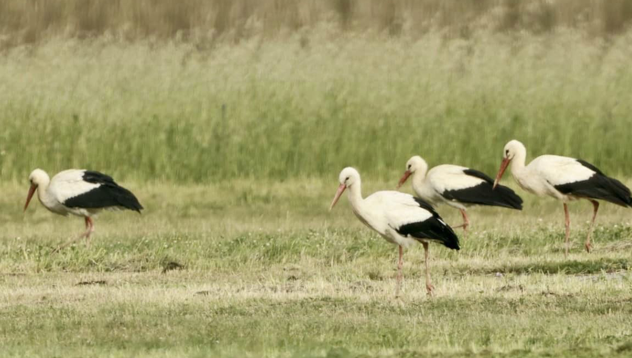 cicogne in sosta al campo dell’aviazione: virali le foto di Massimo Bartolini