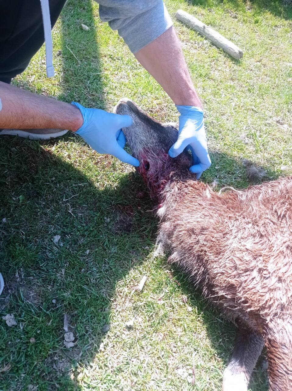 L'attacco a Santa Paolina farm di Osimo