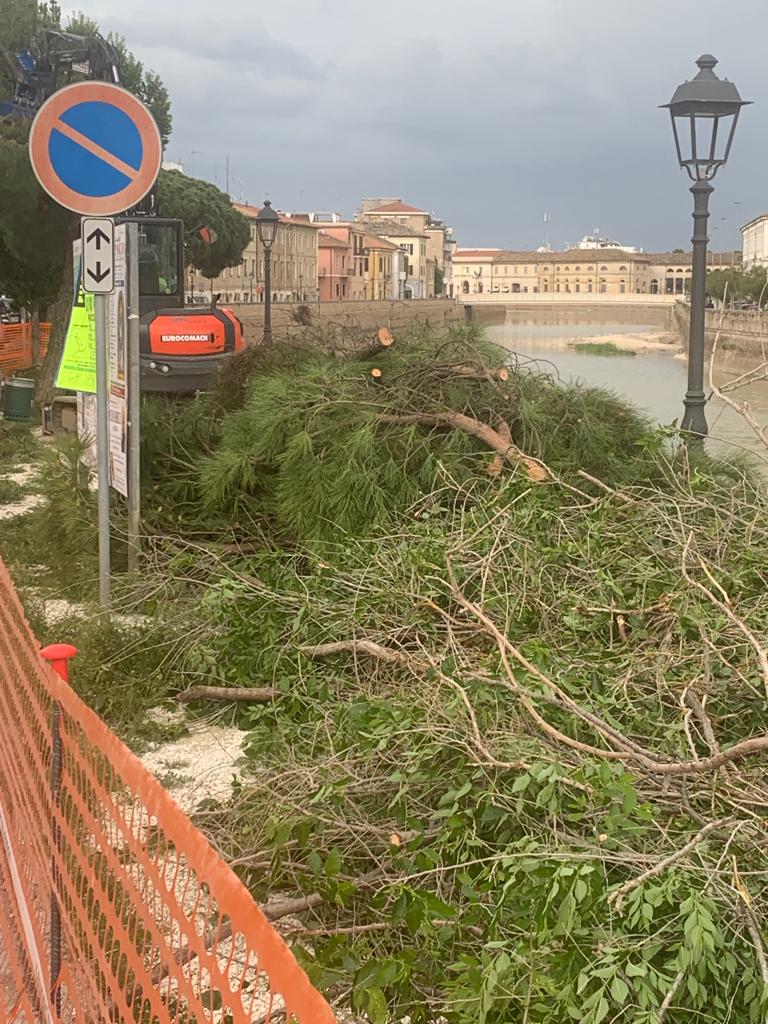 Senigallia, giù due alberi in via Rossini per far posto alla passerella ciclopedonale