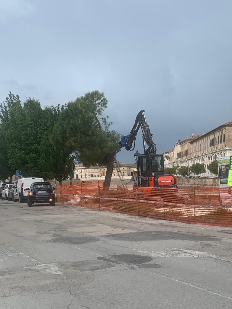 Il taglio degli alberi in via Rossini a Senigallia