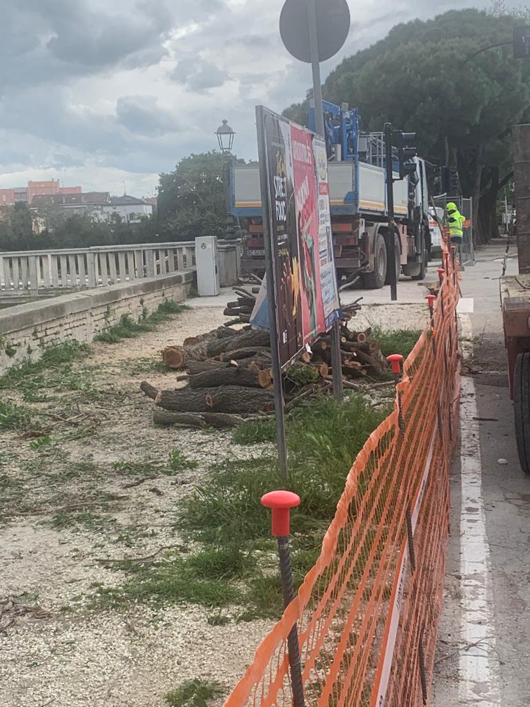 Senigallia, giù due alberi in via Rossini per far posto alla passerella ciclopedonale