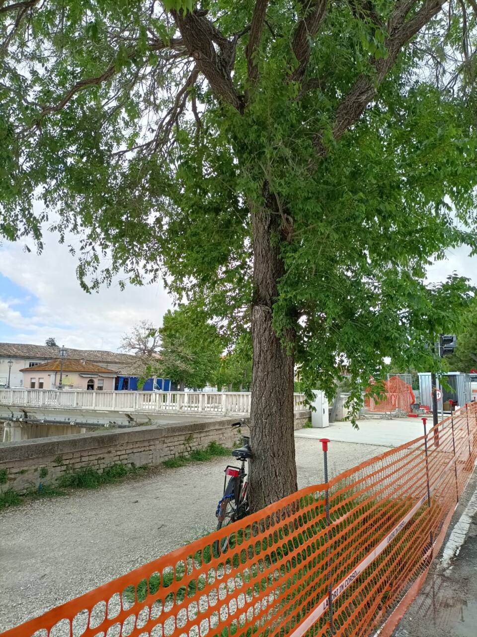 Uno dei due alberi tagliati in via Rossini a Senigallia