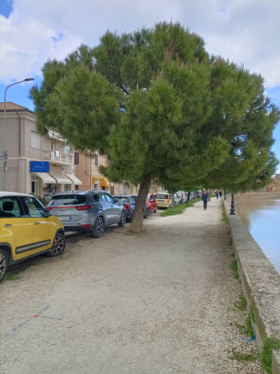 Uno dei due alberi tagliati in via Rossini a Senigallia