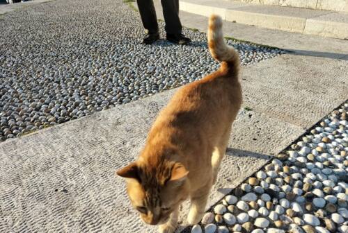Ancona e Pascià, il gatto vip del Passetto: «Tutti vogliono una foto con lui»