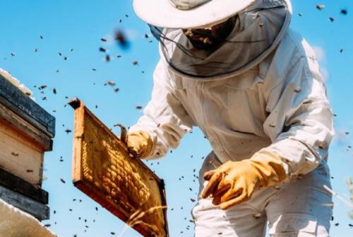 Crolla la produzione di miele nelle Marche. L’apicoltore: «A fine maggio non una goccia di miele nelle casette»