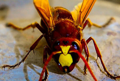 Pergola, crolla a terra dopo alcune punture di vespe: in codice rosso all’ospedale di Fano