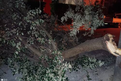 Fossombrone, grossa quercia crolla su auto intransito: illeso 75enne