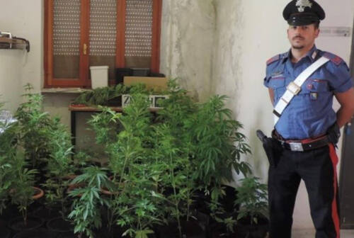 Pergola, in casa una maxi serra con 55 piante di cannabis: denunciato 30enne