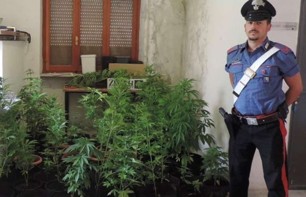 Pergola, in casa una maxi serra con 55 piante di cannabis