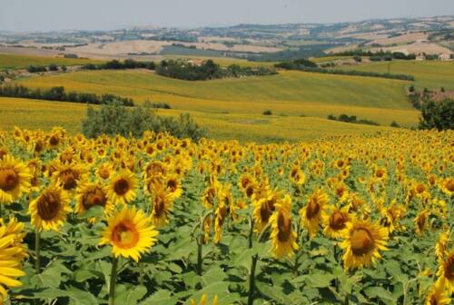 Confagricoltura Ancona chiede alla Regione risorse per prolungare lo spettacolo della fioritura dei girasoli
