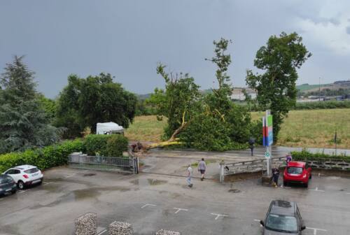 Jesi, bomba d’acqua e alberi abbattuti: emergenza in Vallesina