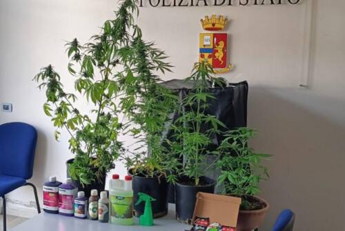 In casa una serra per produrre marijuana, una denuncia nel senigalliese