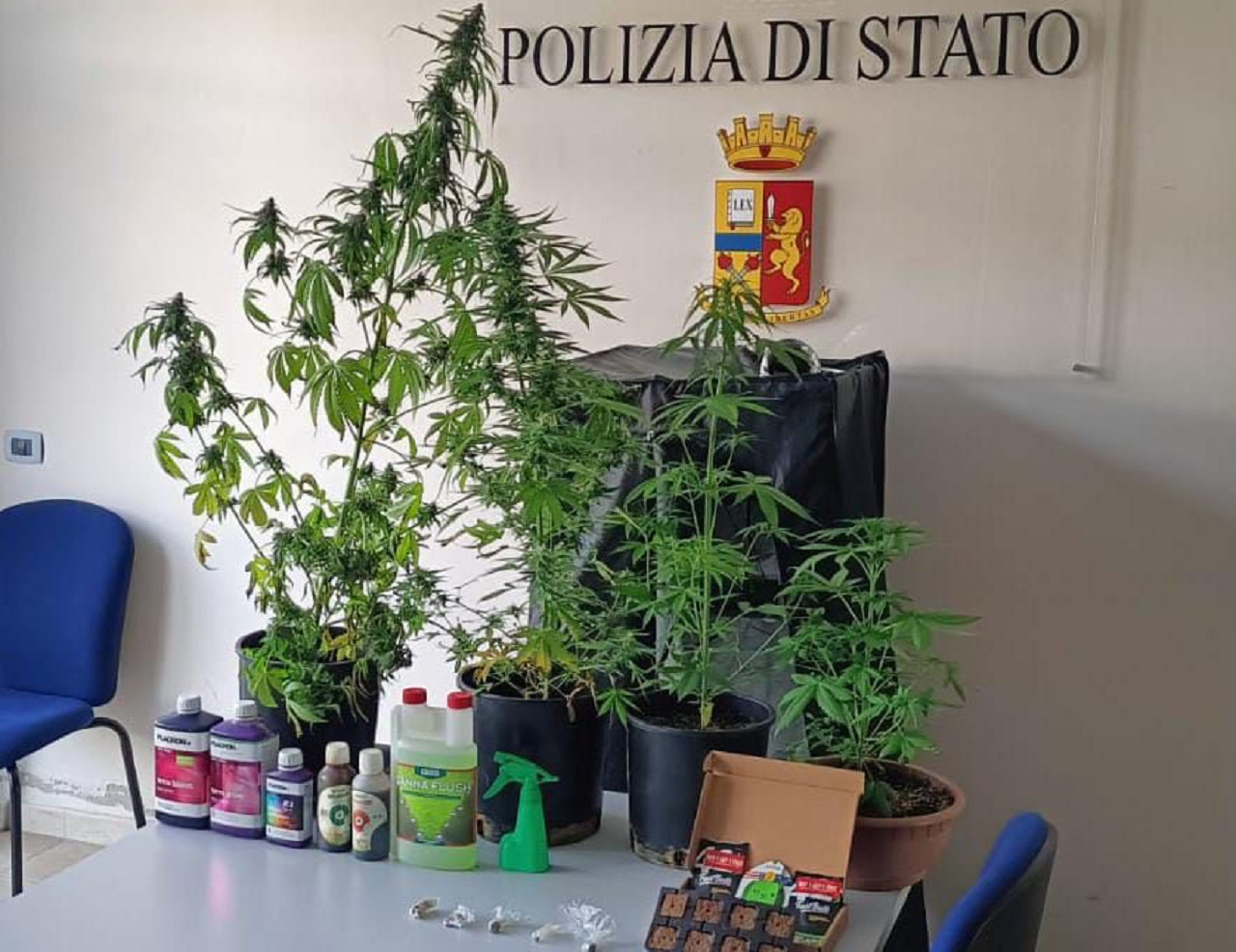 Le piante di cannabis e i materiali sequestrati dalla Polizia di Senigallia a un 38enne denunciato a piede libero