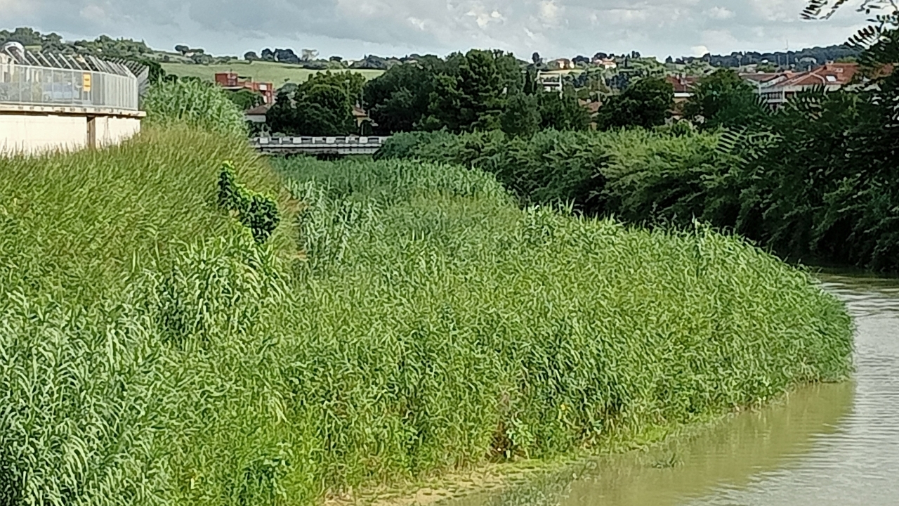 La vegetazione sul fiume Misa a Senigallia, agosto 2023