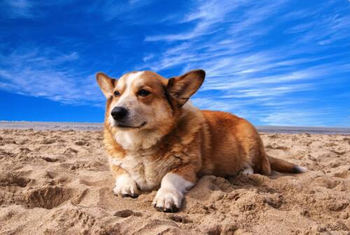 «Con il cane al mare, attenzione alla sabbia». I consigli delle veterinarie su zecche e forasacchi per un’estate (a 4 zampe) sicura
