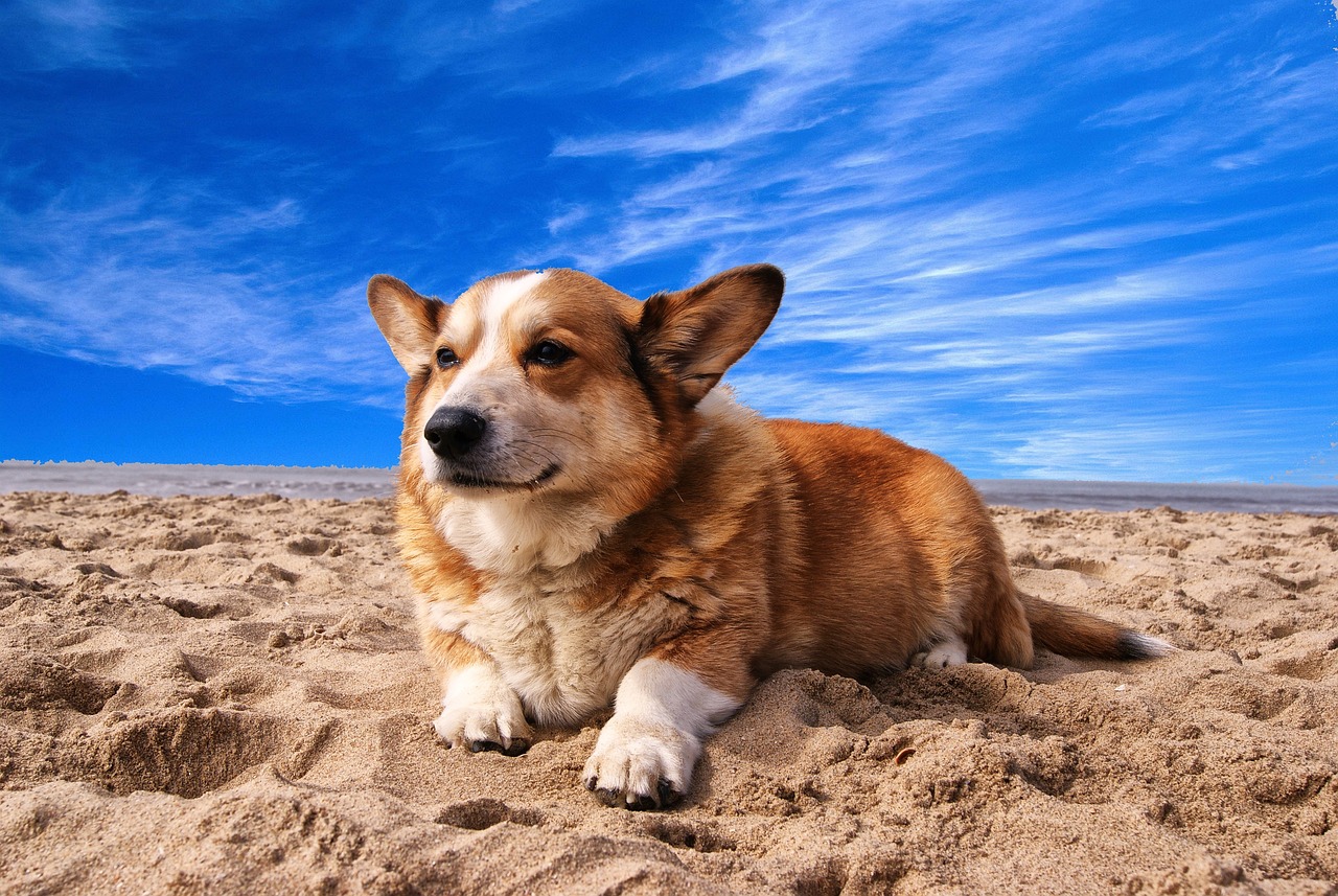 cane al mare, spiaggia