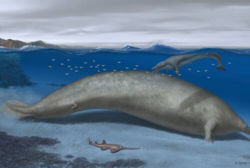 Anche Unicam in Perù alla scoperta del cetaceo più pesante mai vissuto, l’antenato di balene e delfini