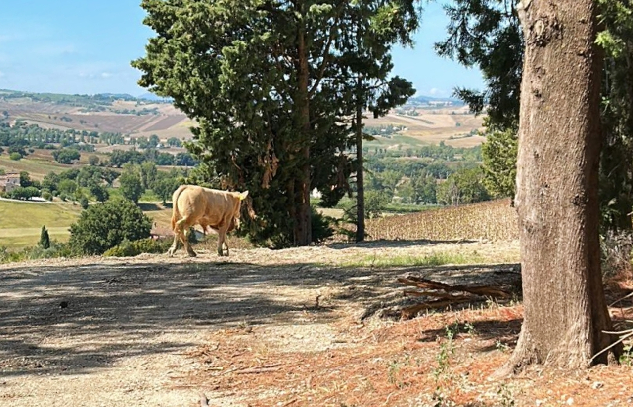 Il vitellone a spasso per le stradine di Serra de' Conti