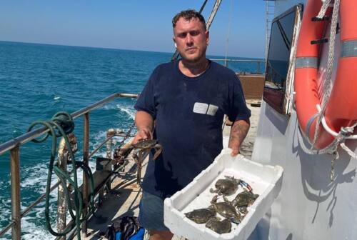 Granchio blu americano trovato al largo della costa anconetana. Il dottor Azzurro del Cnr-Irbim: «Per ora non c’è invasione»