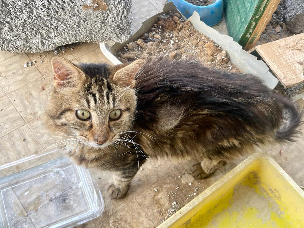 Ancona, chiusi sul balcone tra degrado e sporcizia: salvati quattro gatti - Notizie Ancona-Osimo - CentroPagina - Cronaca e notizie dalle Marche