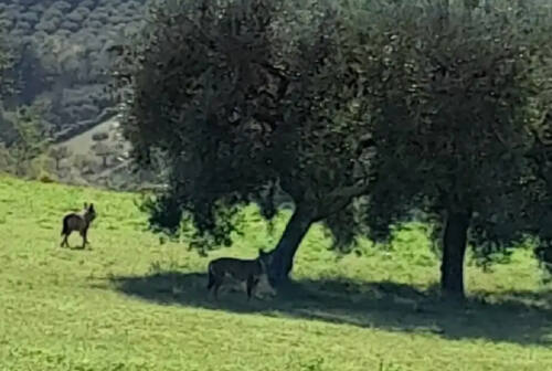 Civitanova, due lupi davanti al cancello di casa: paura in zona Asola
