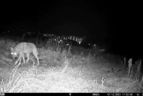 Ancona, lupi e cinghiali nei campi di Torrette ripresi con le foto trappole