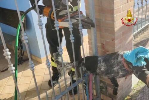 Passo di Treia, cane incastrato tra le sbarre della recinzione: intervengono i vigili del fuoco