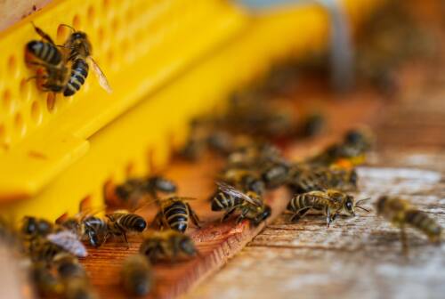 Crollo della produzione e delle vendite, apicoltura in ginocchio. Cocciarini: «Imprese strutturate a rischio»