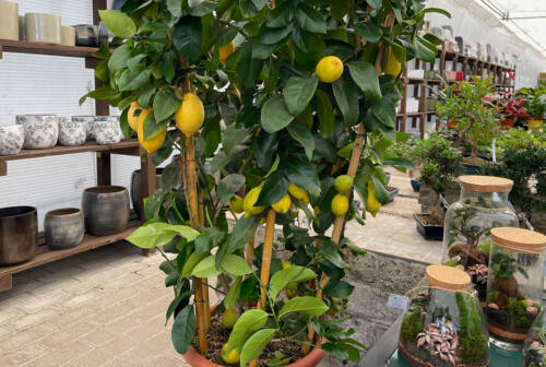 Arance, limoni, pursha e mapi: un corso al Garden Europa di Jesi alla scoperta degli agrumi