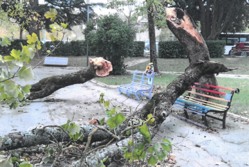 Terminato il censimento degli alberi a Fabriano: oggi saranno tagliate 5 piante malate
