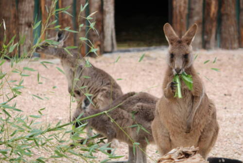 Falconara, al Parco Zoo arriva il canguro grigio orientale. Al via la stagione 2024
