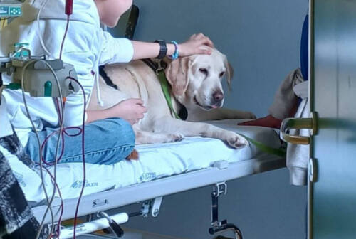 Pet Therapy, un aiuto a quattro zampe a casa dei piccoli pazienti del Salesi