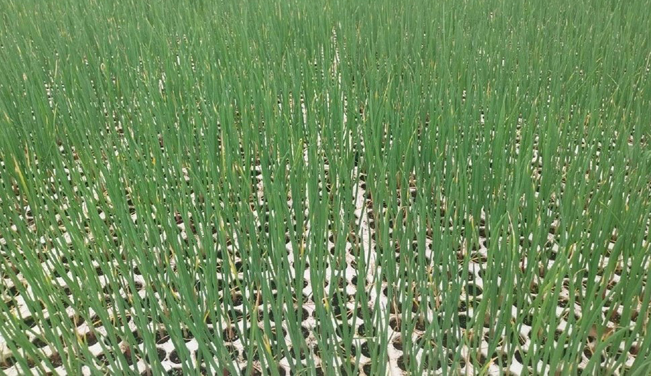 Migliaia di piantine della cipolla di Suasa stanno per essere coltivate per la produzione 2024