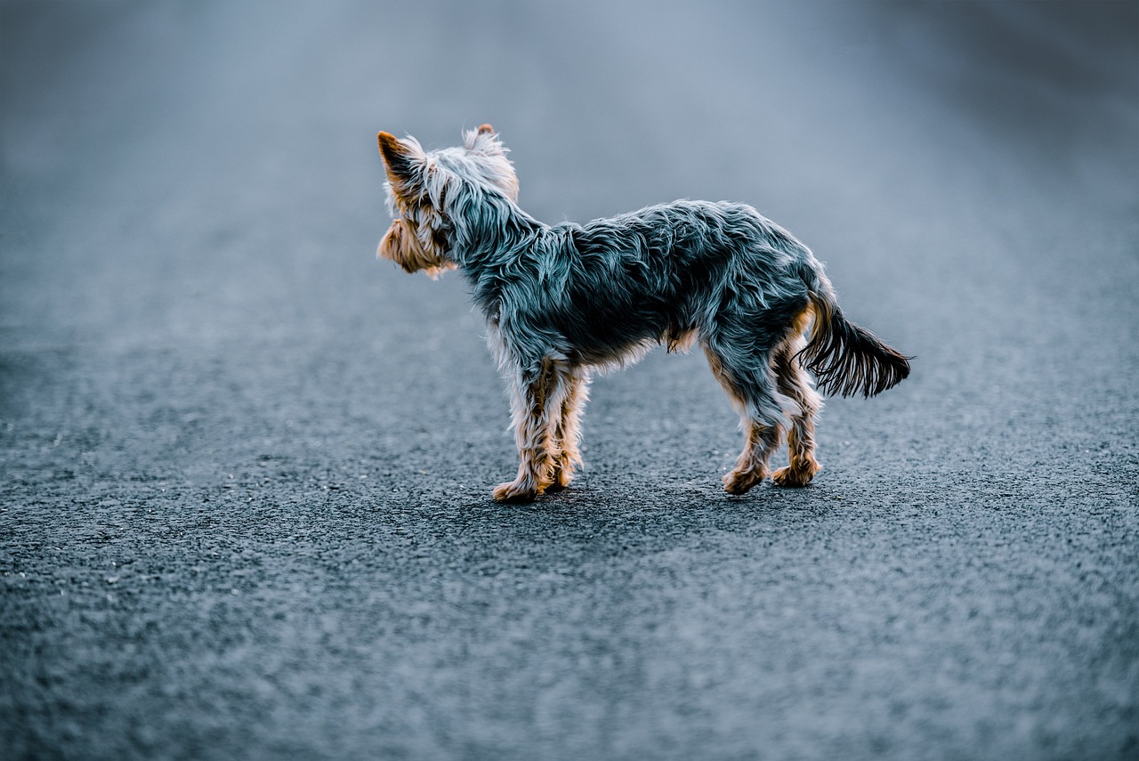 cane abbandonato per strada