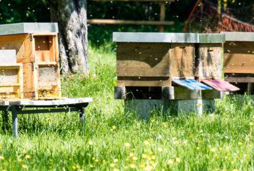 Pesaro, miele millefiori con etichetta di acacia: maxi sequestro di 600 kg